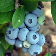 Саджанець Лохина Нельсон в контейнері